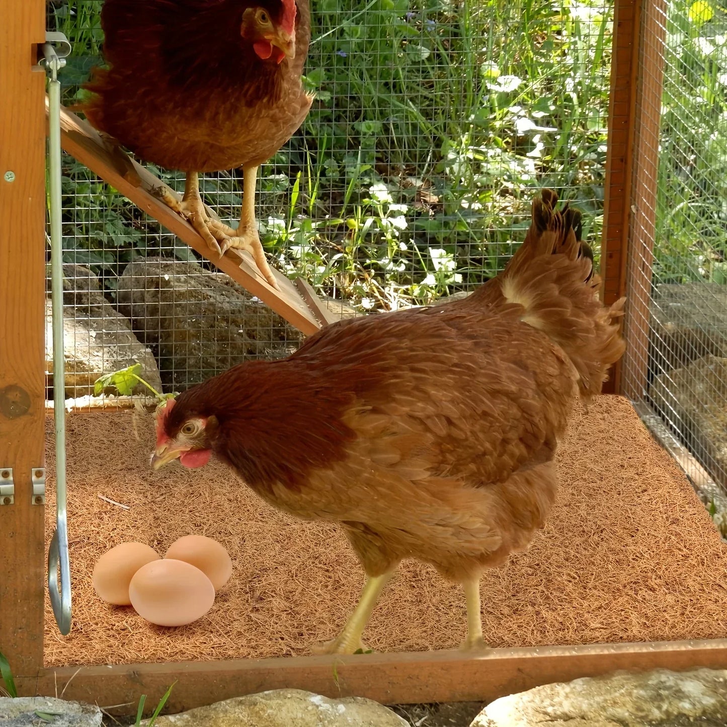 Conforto e Higiene para Suas Galinhas Poedeiras - Marga