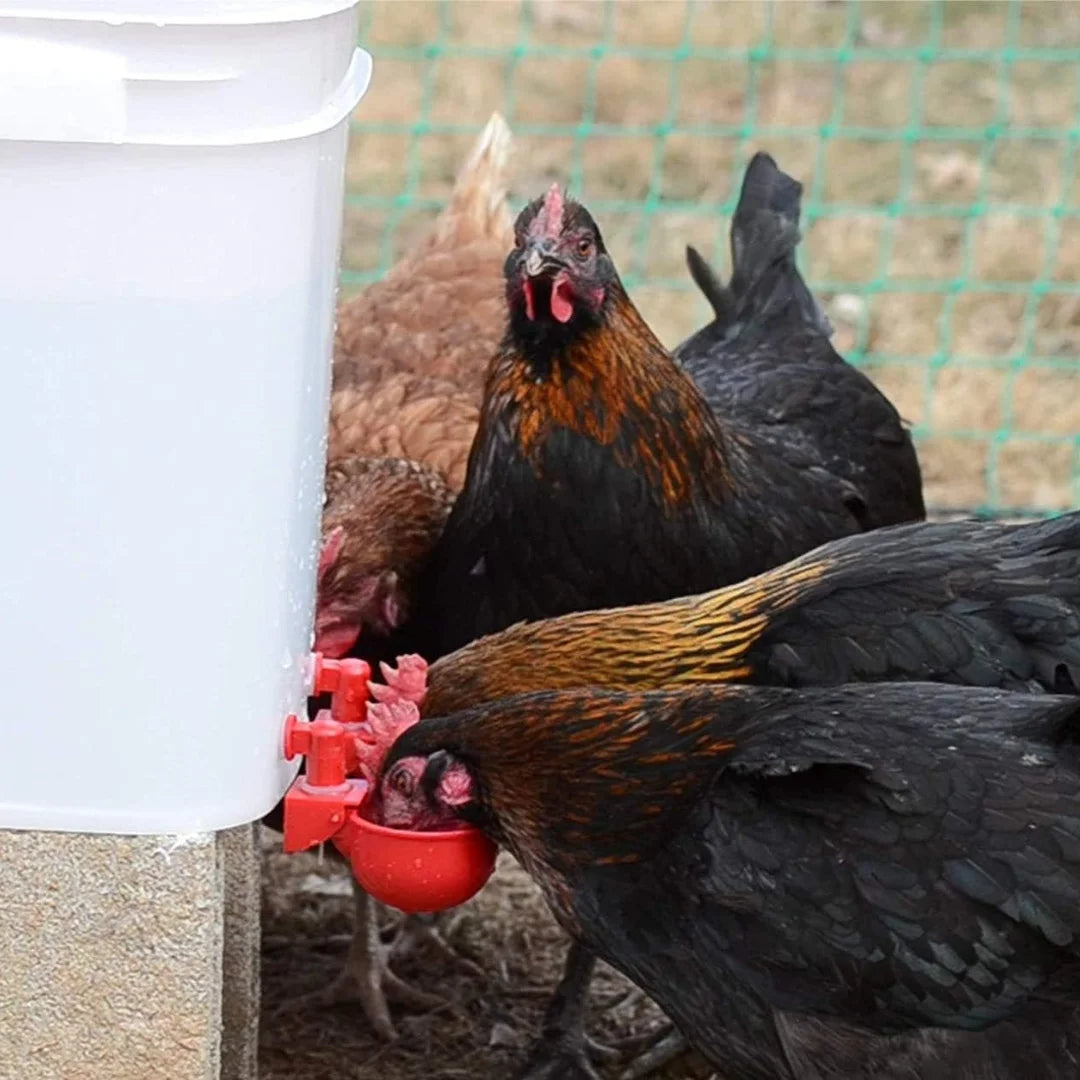 Bebedouro Automático para Aves - ÚLTIMAS UNIDADES NA PROMOÇÃO 🔥