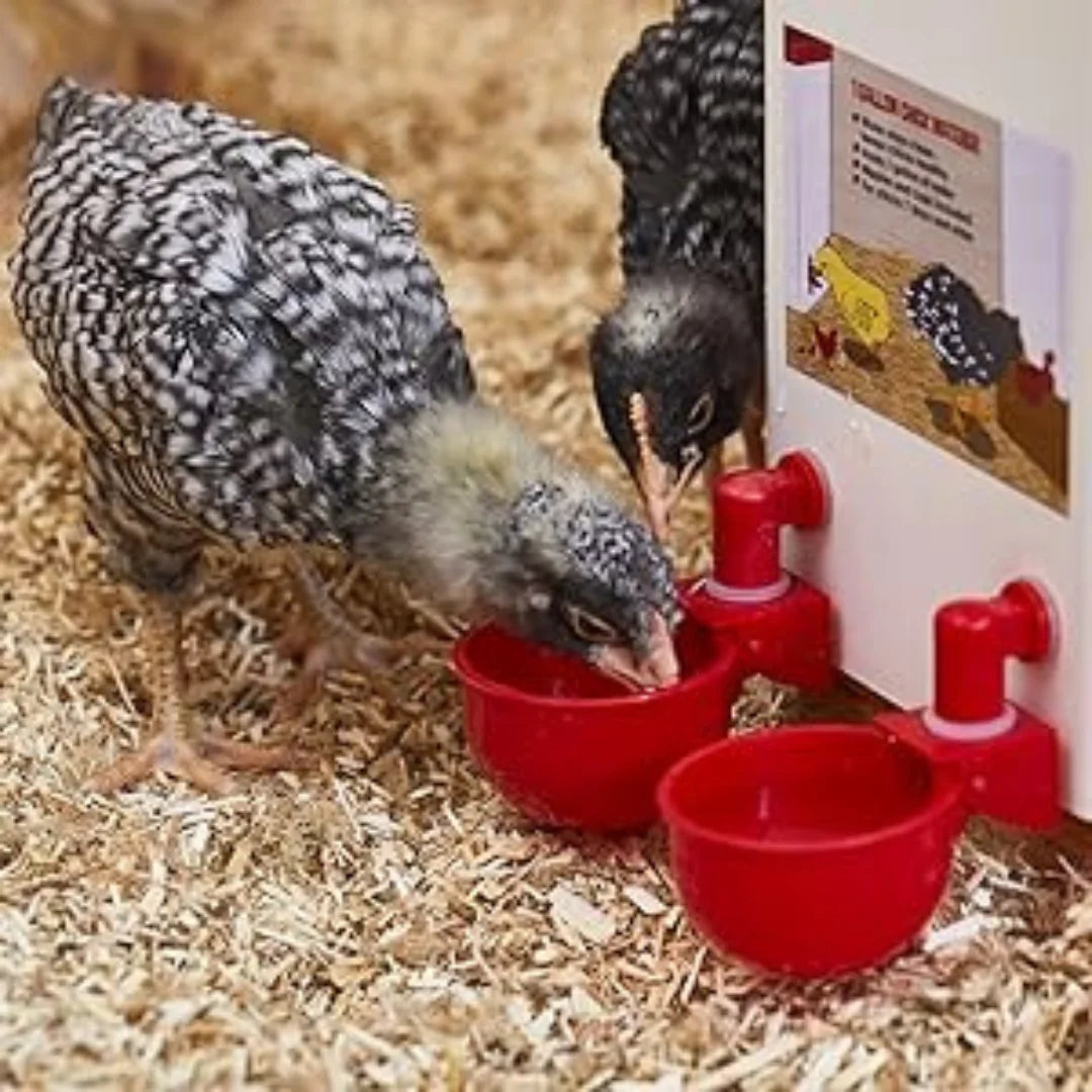 Bebedouro Automático para Aves - ÚLTIMAS UNIDADES NA PROMOÇÃO 🔥
