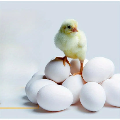 Conforto e Higiene para Suas Galinhas Poedeiras - Marga