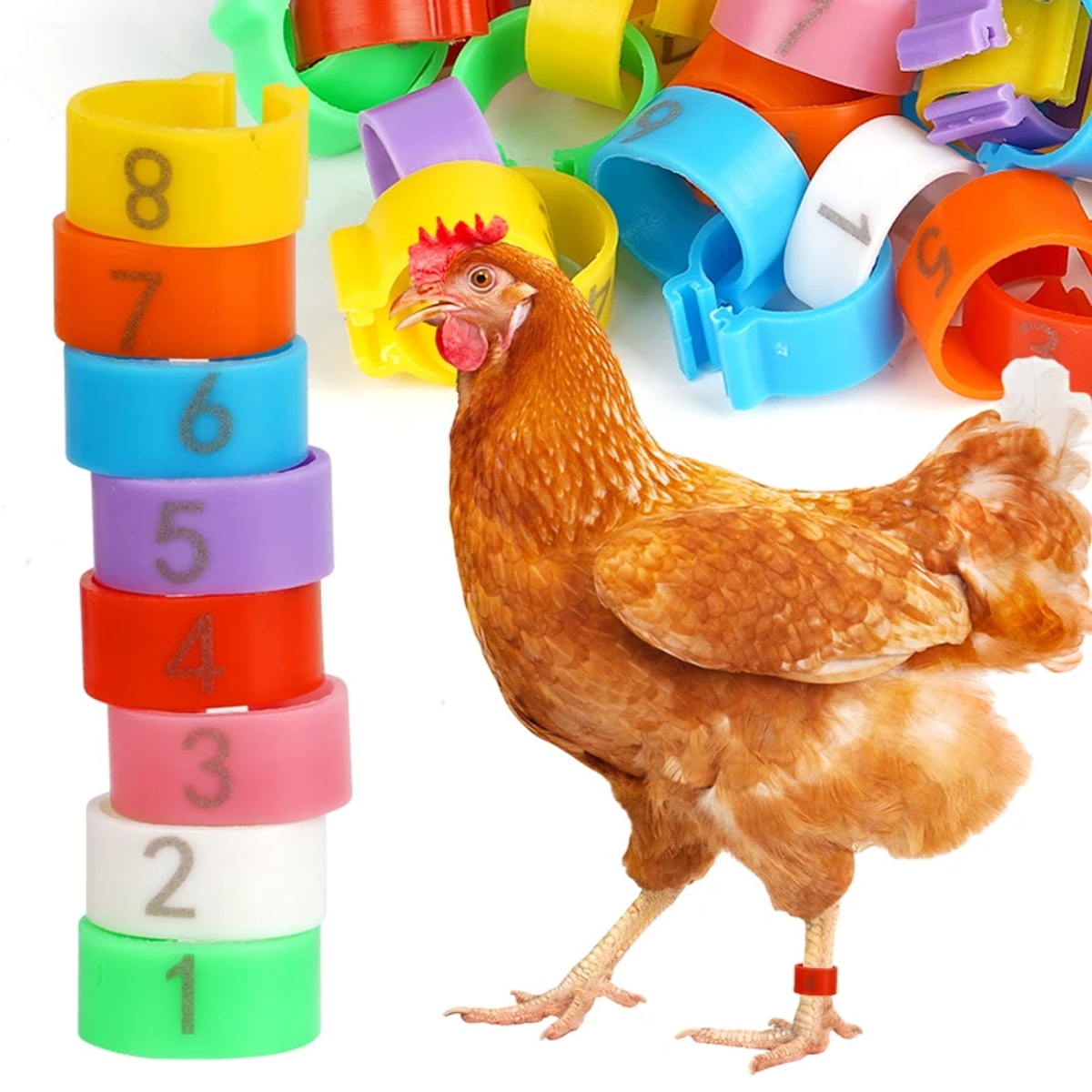 Anilhas coloridas numeradas para galinhas e galinha usando anilha na pata