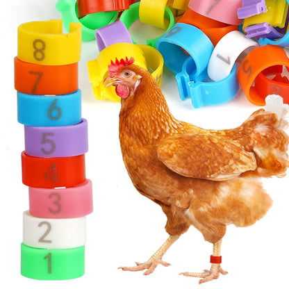 Anilhas coloridas numeradas para galinhas e galinha usando anilha na pata