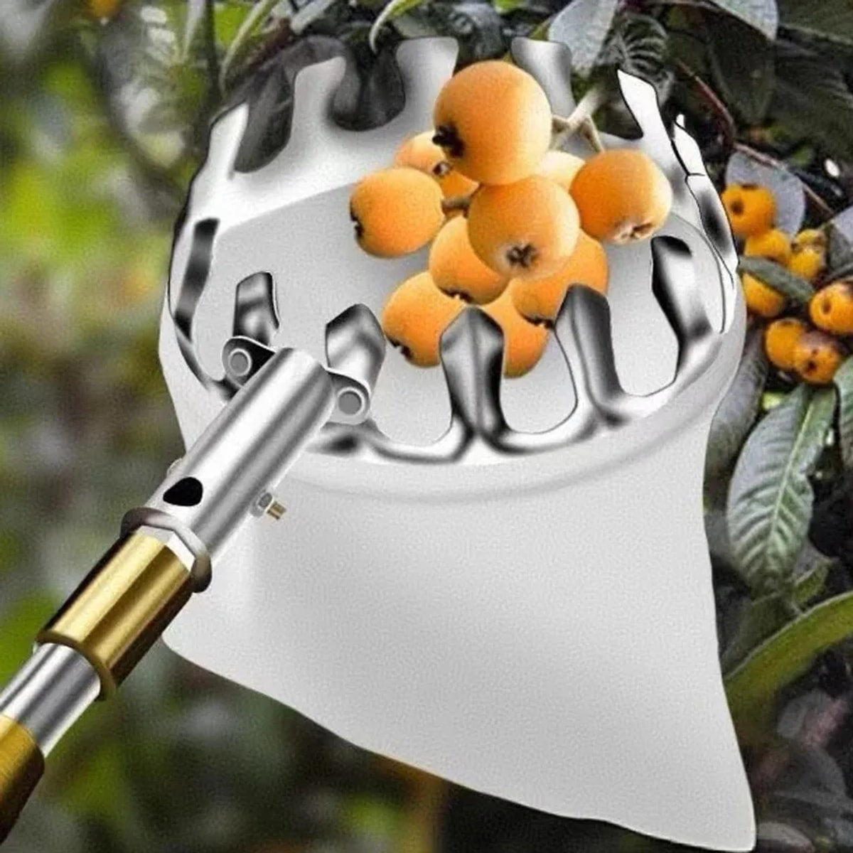 Colhedor de frutas de metal com saco coletor cheio de nêsperas