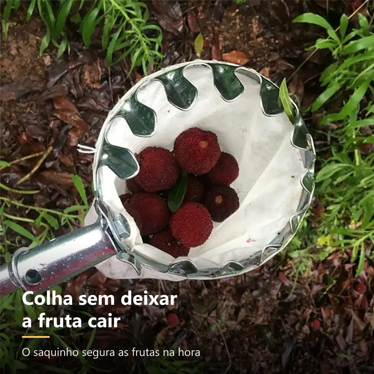 Colhedor de frutas segurando amoras sem deixar cair
