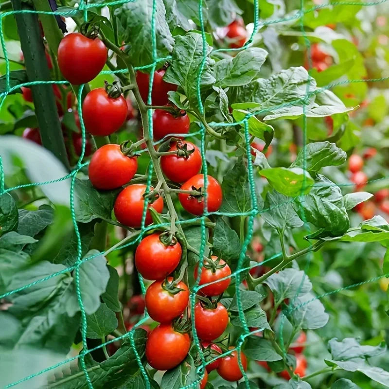Tomates cereja crescendo apoiados na rede de treliça