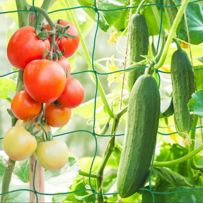Tomates e pepinos pendurados na rede de treliça para plantas trepadeiras
