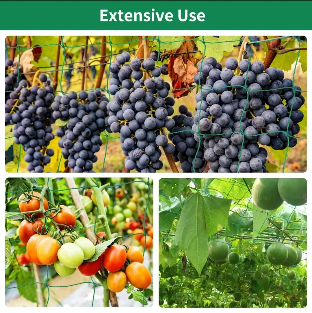 Uso extensivo da rede de treliça em uvas, tomates e pepinos
